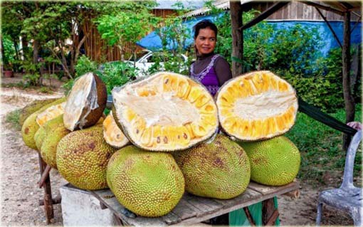 Dżakfrut, jackfruit, drzewo bochenkowe, chlebowiec różnolistny